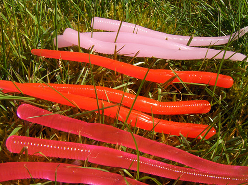 Purchase our new EZ Egg Worms  now!